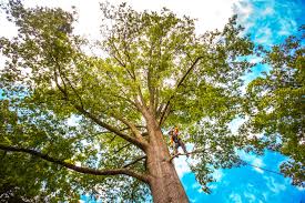 How Our Tree Care Process Works  in  Dwight, IL