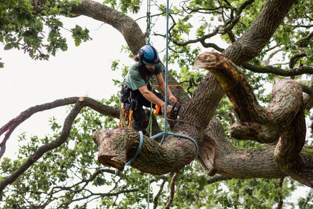 Best Emergency Tree Removal  in Dwight, IL