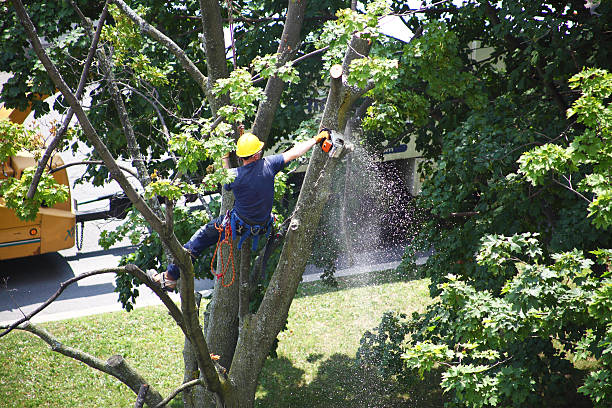 Best Fruit Tree Pruning  in Dwight, IL